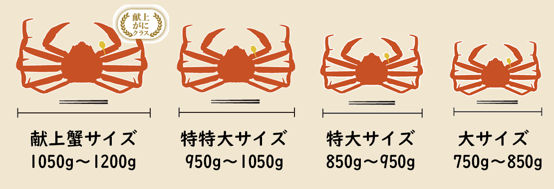 越前蟹（えちぜんがに）のサイズ表記