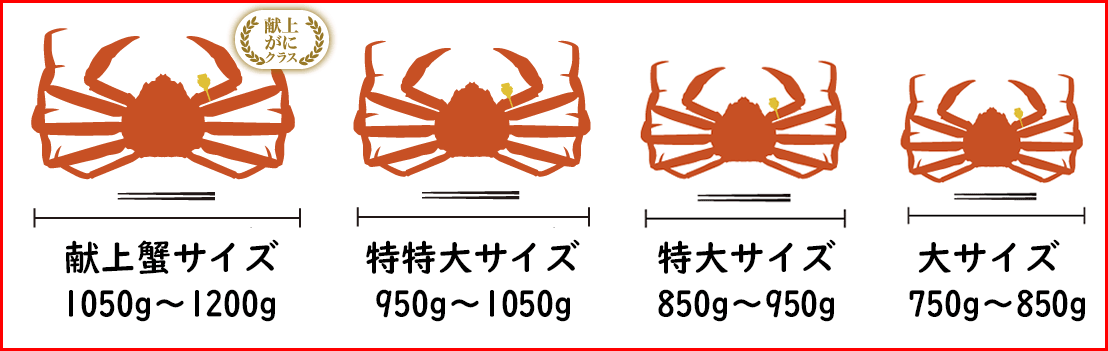 越前蟹のサイズ比較