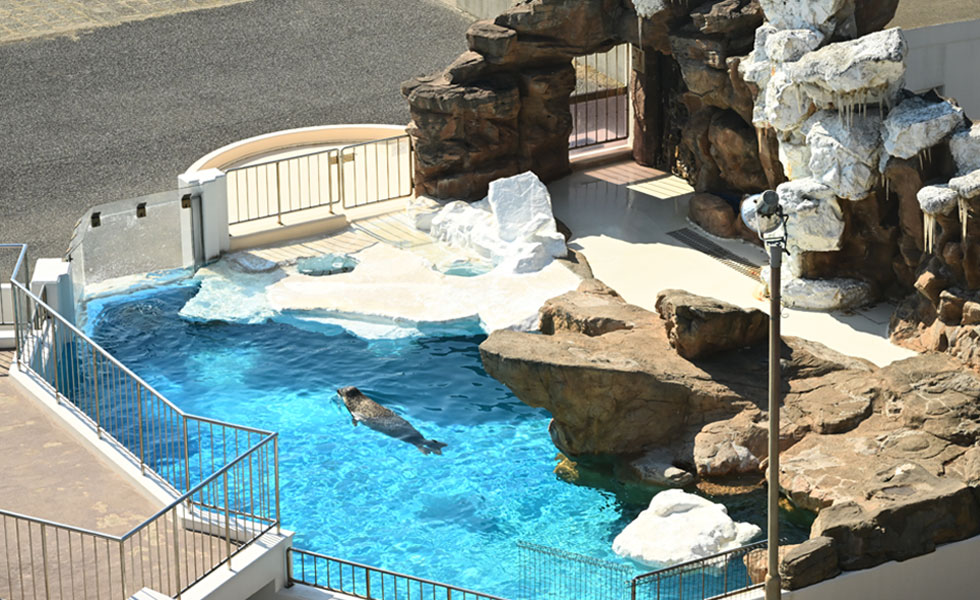越前松島水族館のアザラシ