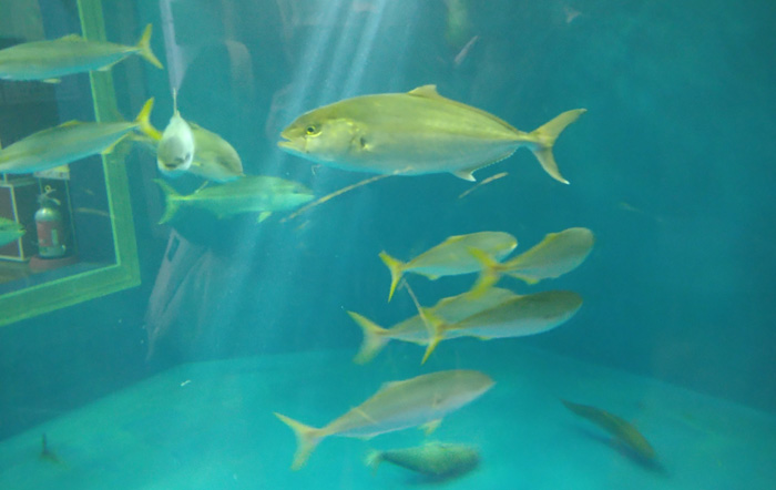 越前松島水族館