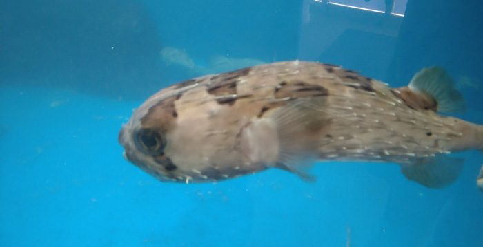 越前松島水族館