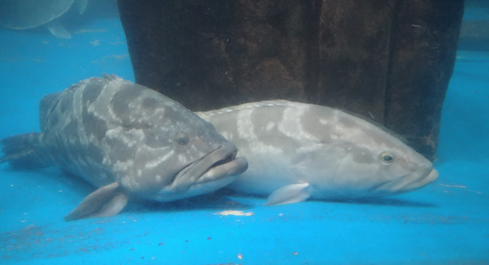 越前松島水族館