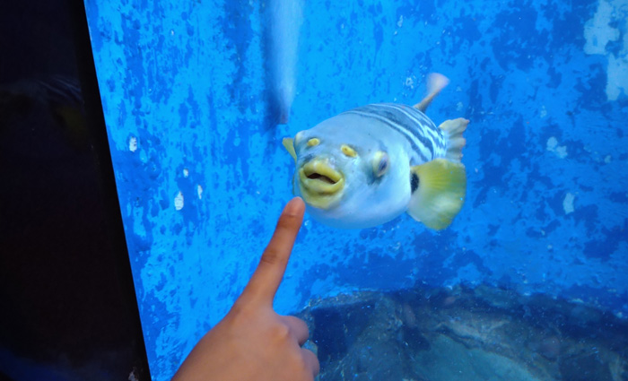 越前松島水族館