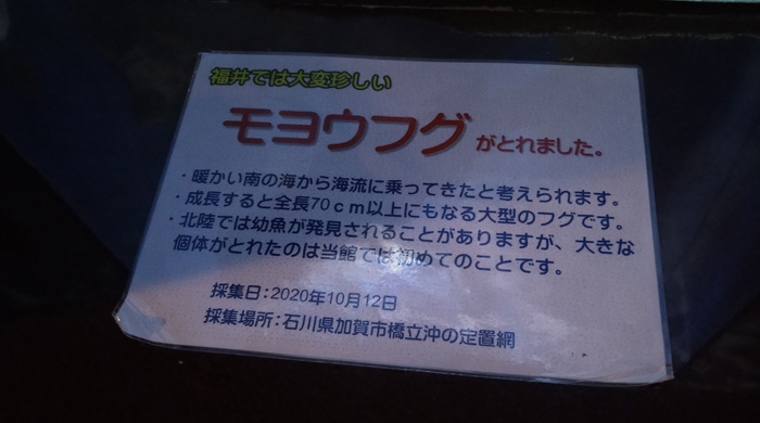 越前松島水族館