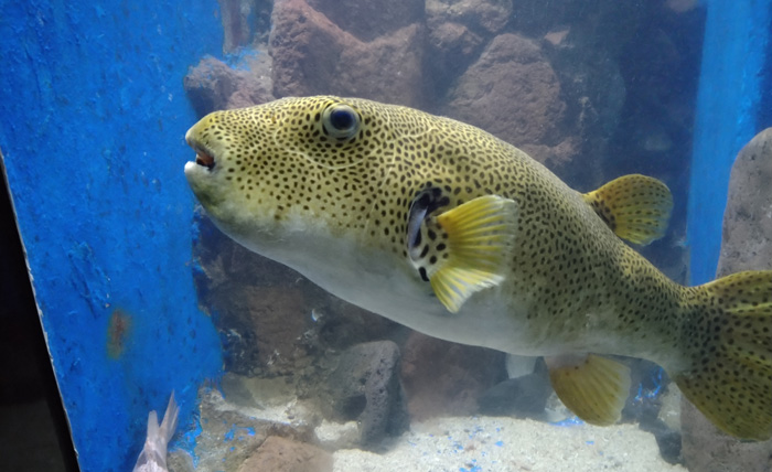越前松島水族館