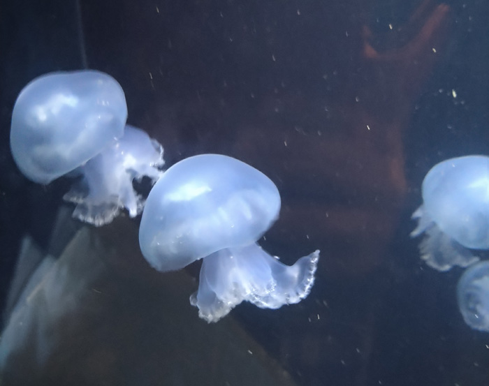 越前松島水族館