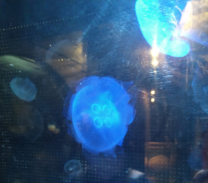 越前松島水族館