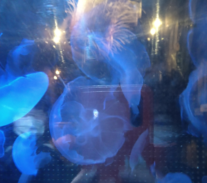 越前松島水族館