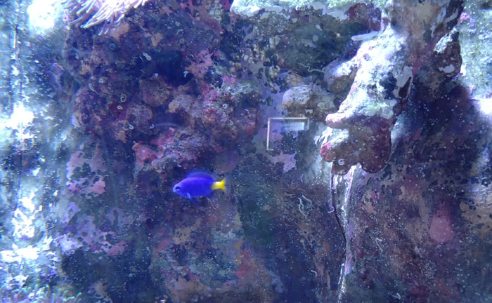 越前松島水族館