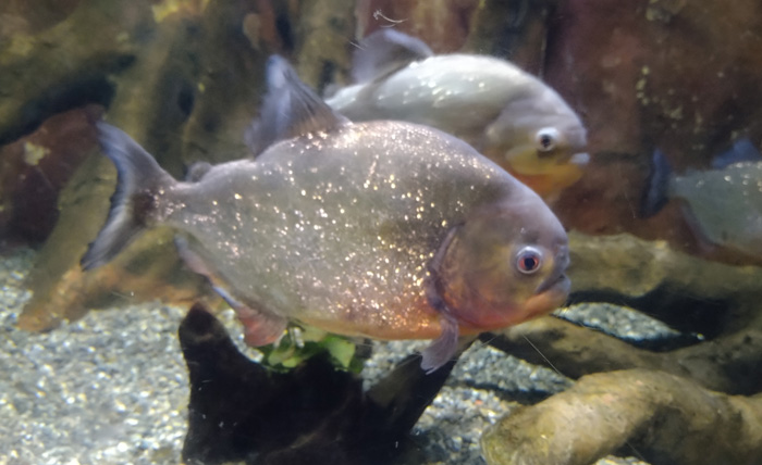 越前松島水族館