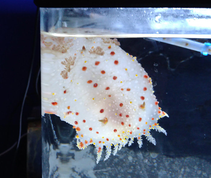 越前松島水族館