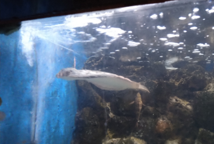 越前松島水族館