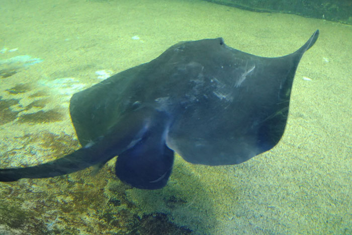 越前松島水族館