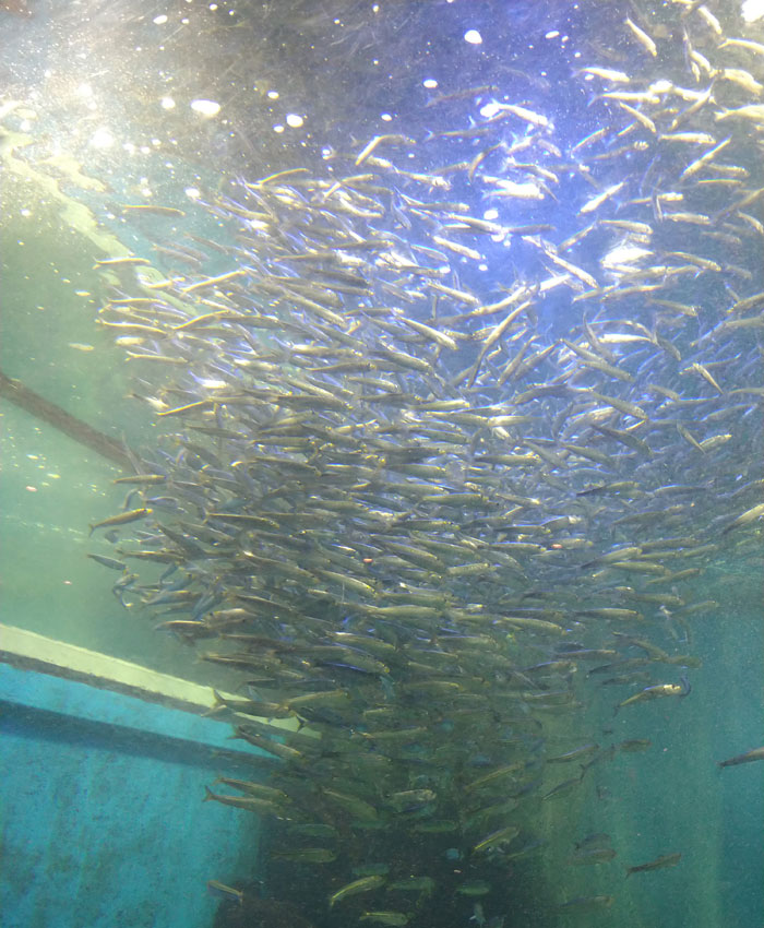 越前松島水族館