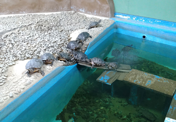 越前松島水族館