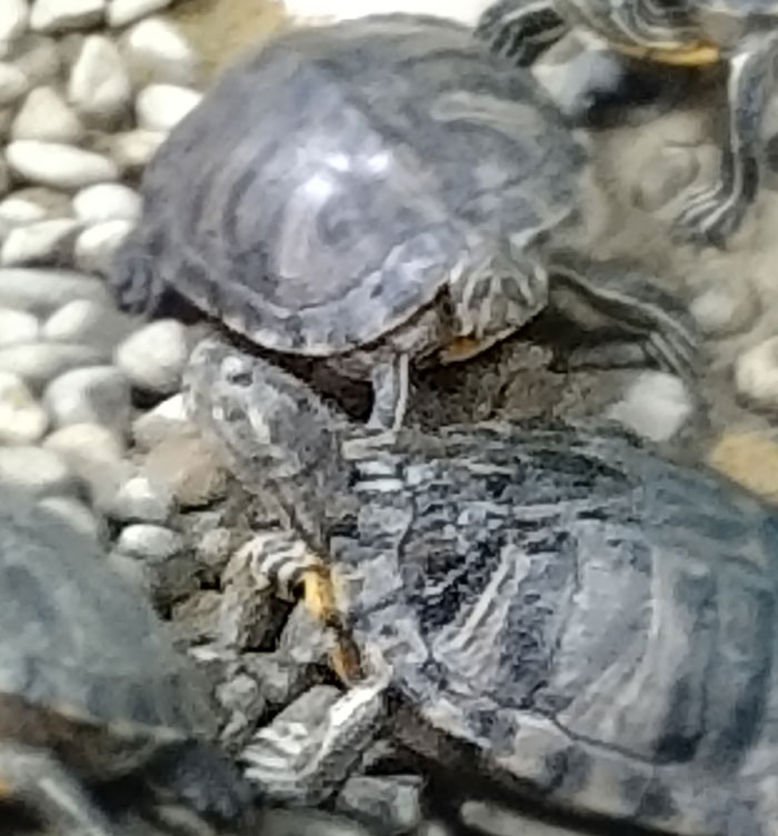 越前松島水族館