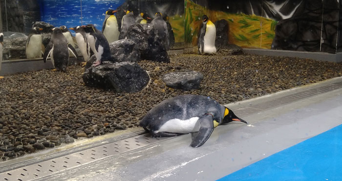 越前松島水族館