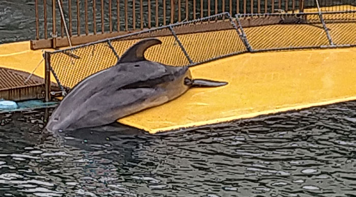 越前松島水族館