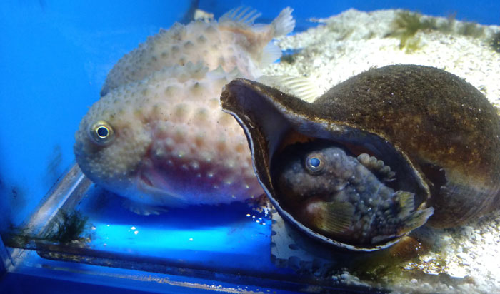 越前松島水族館
