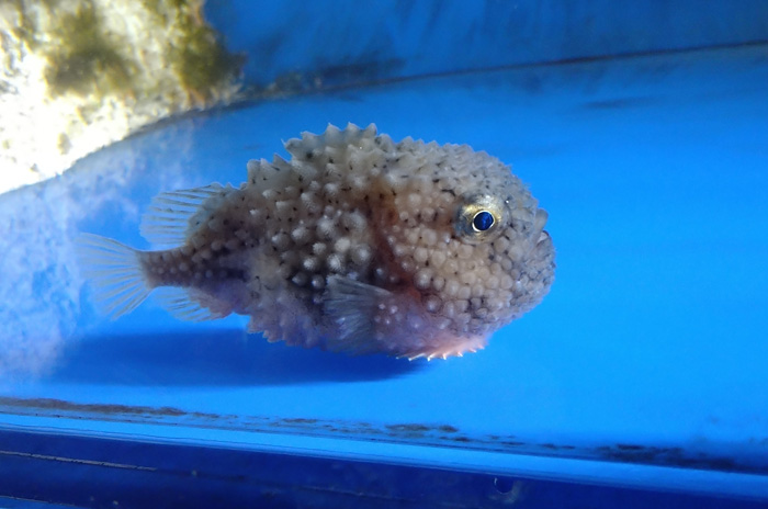 越前松島水族館