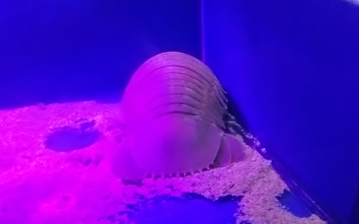 越前松島水族館