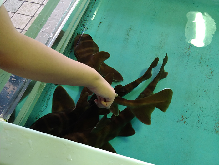 越前松島水族館