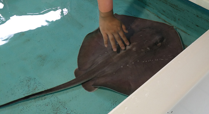 越前松島水族館