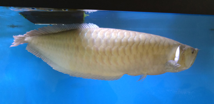 越前松島水族館