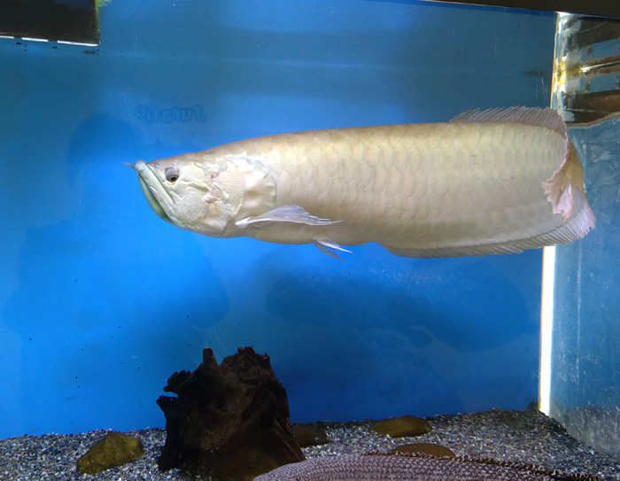 越前松島水族館