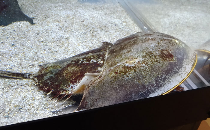 越前松島水族館